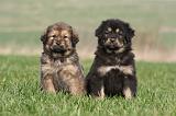DOGUE DU TIBET 257